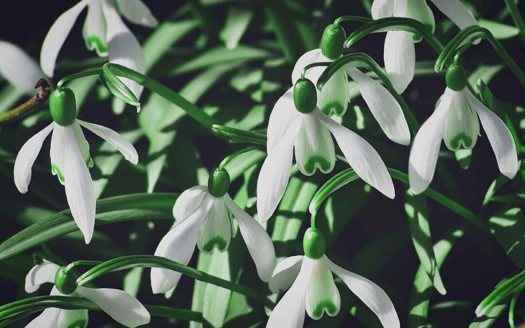 snowdrop